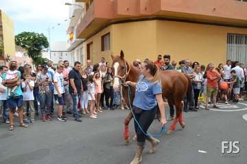 Misa, desfile del ganado y procesión religiosa en el Valle de los Nueve de Telde (Foto Francisco Javier Santana)